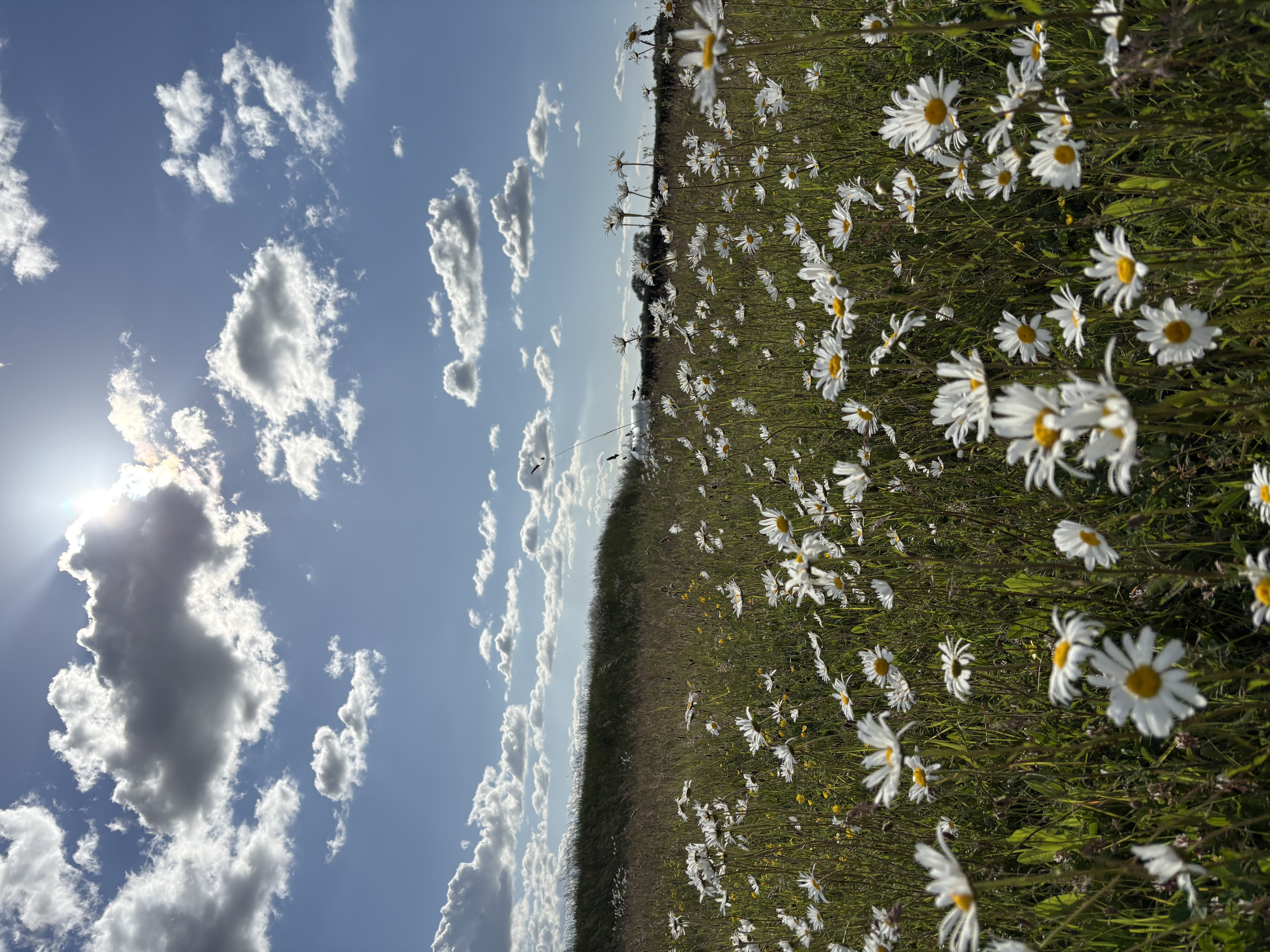 Daisies growing naturally on the reservoir bank beneath a blue sky